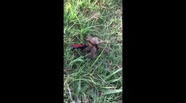 Spider wasp in action