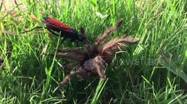 Spider wasp in action