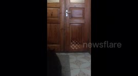 Secret life of our pets: black fat cat opening the door!