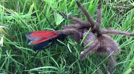 Spider wasp in action
