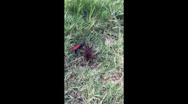 Spider wasp in action