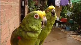 Los Mejores Cantantes del Planeta kkk Los dos Son Increibles