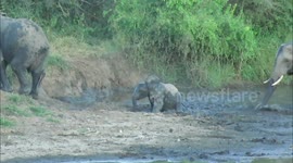 Young elephant falls face-first into the mud while struggling through slippery crossing
