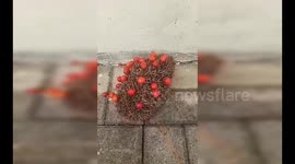 Cute hedgehog carried cherries on its back in police yard