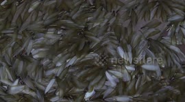 So you think you have a bug problem?  How about millions of swarming termites?
