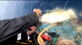 Sailors rescue turtle trapped in fishing net in Arabian Sea