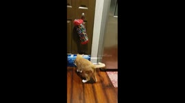 Catnip Makes the Cat go Crazy