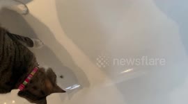 Cat chases spider for scared owner before eating it