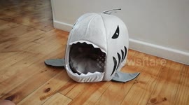 Fluffy kitten swallowed by cute shark