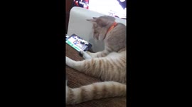 The cat is a fan of football