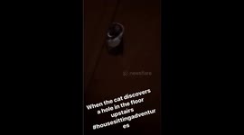 Cat tries to attack owner through hole in the roof