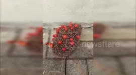 The cutest thief ever! Tiny hedgehog 'steals' cherries from police back garden