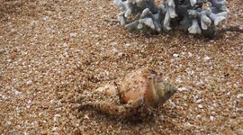 Cone Snail