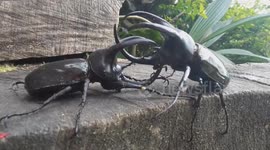 Chalcosoma moellenkampi - Rhino Beetle / Nashornkäfer