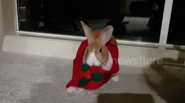 Bunny rugs himself up in a scarf on a cold night