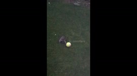 Canadian family in hysterics as hyper raccoon gets the 'zoomies' in backyard