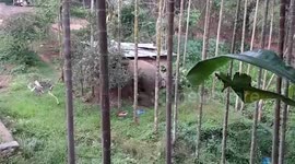 Elephant strays into residential area in north east India, triggers panic among locals
