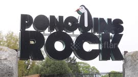 These are the adorable pictures of three fluffy Northern Rockhopper penguin chicks which are beginning to settle into their new home - just days after being born