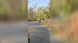 Charging elephant chases after tourists in northern India
