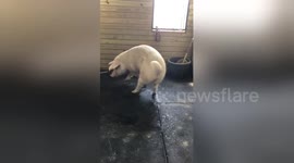 Greedy pig from New York farm steals milk from calf