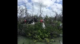 Frigate Birds Barbuda