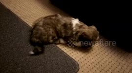 Lhasapso Puppy Chasing and Barking at Her Tail