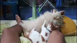 Cat gives doggy friend a massage (extended)