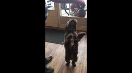 'Dancing' Cockoapoo shows off 'Riverdance' moves on his hind legs