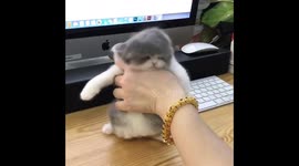 Spa day! Fluffy kitten gets dried after getting his first shower