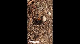 Battle of a Texas Tarantula and a Tarantula Hawk Wasp