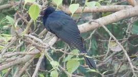 a cute and beautiful black bird sitting on the tree