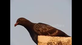 a cute bird close up in slow motion