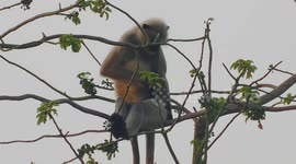 a cute monkey sitting on top of the tree and doing some funny act really funny