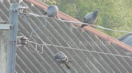 the three cute bird are sitting on the electricity line cable and enjoy there time