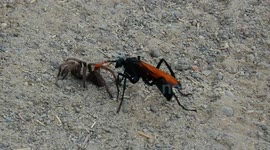 Tarantula Hawk dragging off paralyzed Tarantula