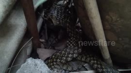 Snake Seen Eating Frog Under Home