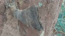 Strange Stingless Bees Nest