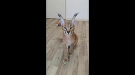 Cute Caracal Cat Twitches His Ears