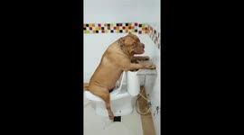 Toilet Training Pet Bulldog