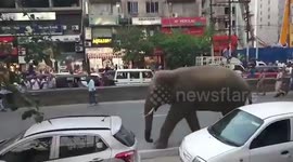 Sight of wild elephant running down the road in north east Indian city, triggers panic