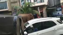 Longer version_Sight of wild elephant running down the road in north east Indian city, triggers panic