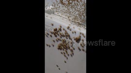 Nest of nightmares! Clutch of baby spiders found at London building site