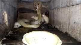 Terrifying moment cobra hunts pet albino mice
