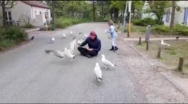 Feeding seagulls