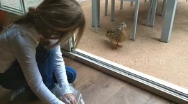 Little child feeding duck