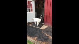 Dani thinks that gates don’t apply to her