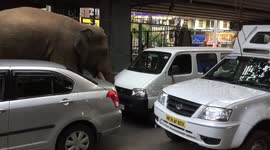 Jumbos day out: Elephant enters city in north east India, triggers panic
