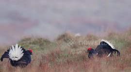 Black grouse battle with each other on a early spring morning