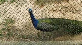 spend some quality time with a beautiful peacock at zoo