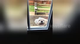 Happy hopping puppy jumps up to peer into owner's house